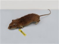 藏品(刺鼠  )的圖片